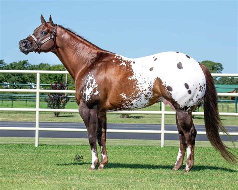 Appaloosa Horses Breed Profile Facts And Care Seriously Equestrian