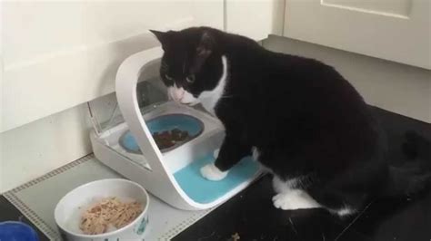 Hi everyone, today our two cats are trying out a microchip pet feeder. Oliver & Nubia with the SureFeed Microchip Pet Feeder ...