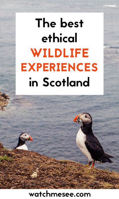 The Best Places To See Wildlife In Scotland Watch Me See Scotland