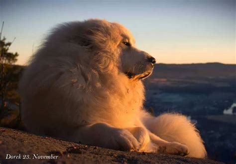 Another Beautiful Pyr Pyrenean Mountain Dog Mountain Dogs Great