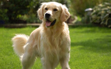 400 Golden Retriever Hd Wallpapers And Backgrounds
