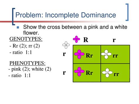 Austrian scientist gregor mendel is known as the father of genetics for his pioneering work with pea plants. PPT - Genetics: Incomplete Dominance & Codominance ...