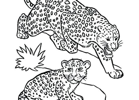 Snow leopard coloring page from snow leopards category. Leopard Coloring Pages at GetDrawings | Free download