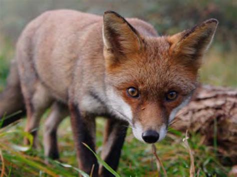 European Red Foxes Australian Feral Pest Management Service