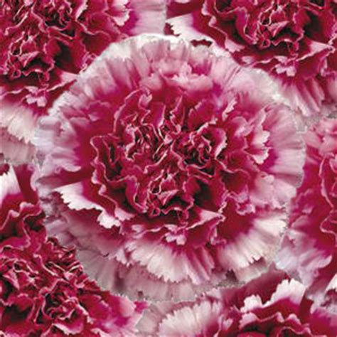 Feel free to download, share. Bicolor Dark Pink Carnation Flowers