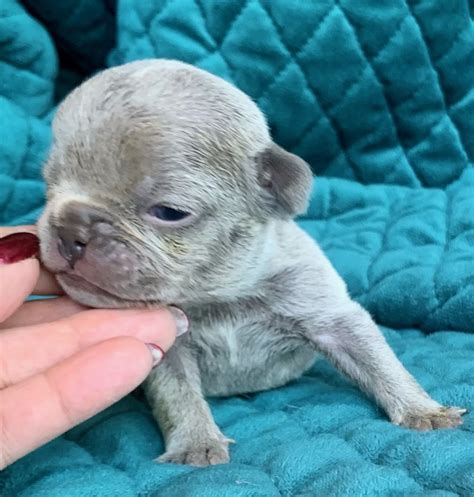 We often have french bulldog puppies that haven't been placed on our site yet, so please contact us if you don't see the puppy of your dreams available here, or if you are looking for a future french bulldog puppy. Lilac Male French Bulldog: Zuma- 4430-SOLD - The French ...