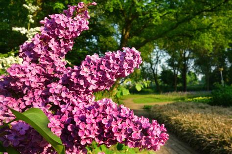 Choosing The Best Flowering Shrubs For Your Front Yard Homescape Now