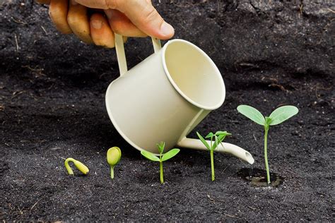 Plant the seeds immediately and don't allow them to dry out, as it can reduce the chances of germination. Planting seeds of success to grow your real estate ...