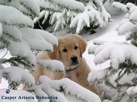 Dog In Snow Animal Fir Golden Pet Puppy Retriever Tree