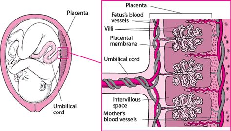 figure how drugs cross the placenta msd manual consumer version