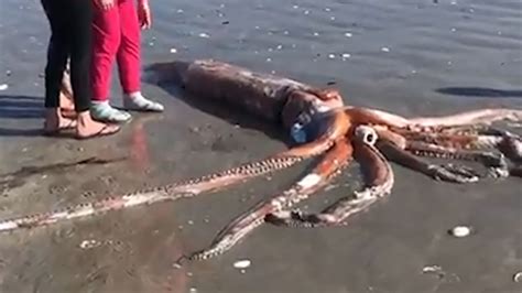Giant Squid Washes Ashore On Britannia Bay Beach In South Africa