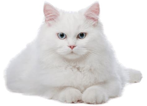 Png گربه سفید White Cat Png دانلود رایگان