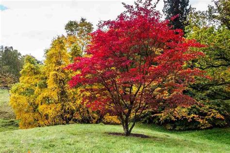 Thin A Japanese Maple Expert Tips And Techniques Plantgardener 1