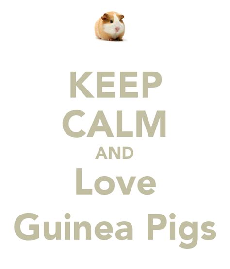 Guinea Pig Love Quotes Quotesgram