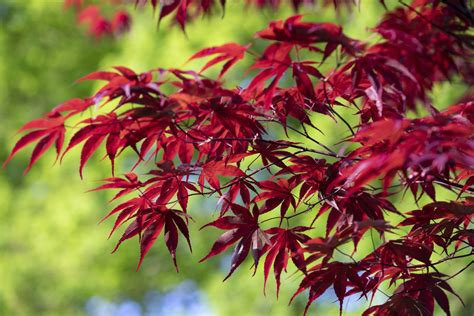 Japanese Acers The Ultimate Guide To What To Grow How To Grow It And