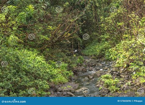Vegetation In Maui Hawaii Stock Photo Image Of Creek 57665696