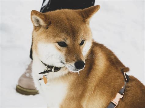 583 Shiba Inu Dog Playing Snow Stock Photos Free And Royalty Free Stock