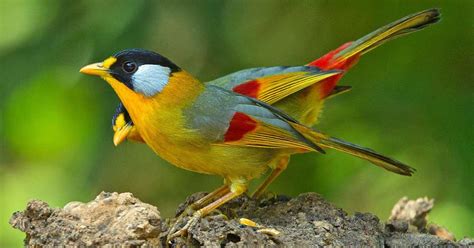 Burung Panca Warna | BURUNG HOBI