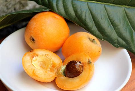 Loquat Sources Health Benefits Nutrients Uses And Constituents At