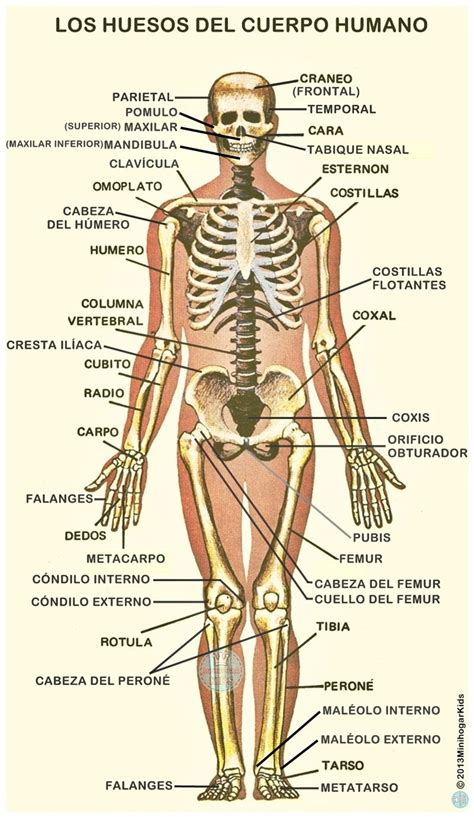 Esqueleto Humano Con Todas Las Partes Imagui