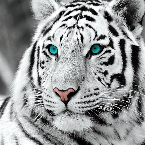 The white tiger is an entertaining ride about earning your place in the world, even if that means climbing over others to get it. Wall Glass Art - White Tiger - Blue Eyes b&w | Buy at ...
