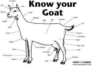 This is slightly more advanced than the first goat drawing tutorial. Simple Circle Studios: Know Your Goat!