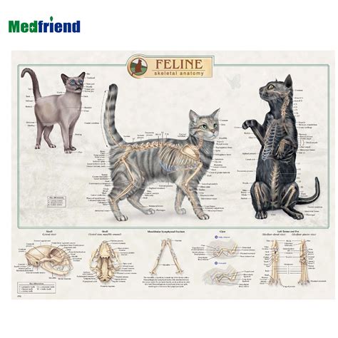 The Feline Skeletal Anatomy Poster Ubicaciondepersonascdmxgobmx