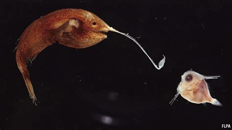 What Fish Live In The Mariana Trench Blurtit