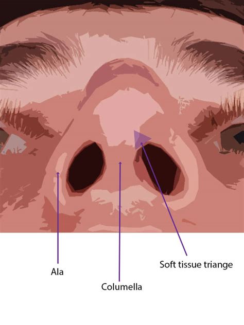 Nose Anatomy Education Facial Plastic Surgery — Sky Facial Plastic