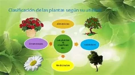 Clasificaci N De Las Plantas Tipos De Plantas Seg N Su Utilidad