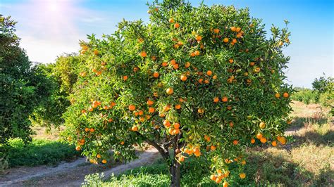 The Guide To Fruit Trees In Florida Warner Tree Service