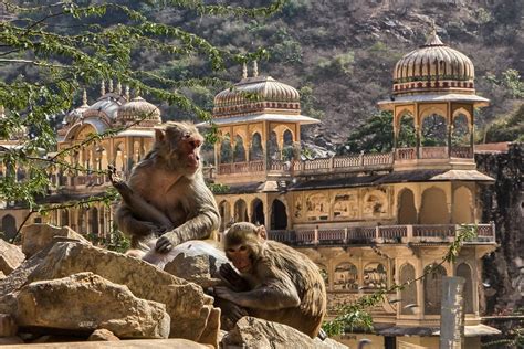 Monkey Palace Jaipur Rajastan India A Photo On Flickriver