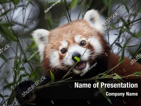 Panda Western Red Powerpoint Template Panda Western Red Powerpoint