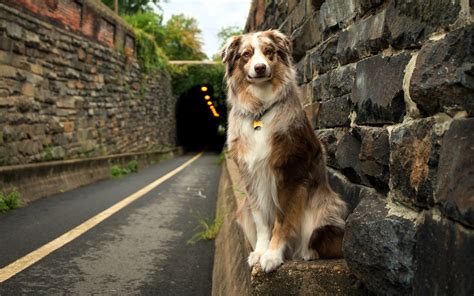 Dog Animals Road Tunnel Australian Shepherd Wallpapers