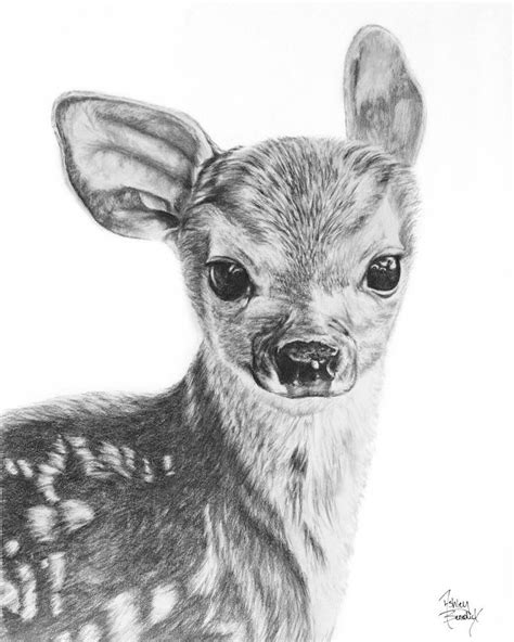 Fawn Pencil Drawing Giclée Print Baby Deer Baby Animals Deer Etsy In