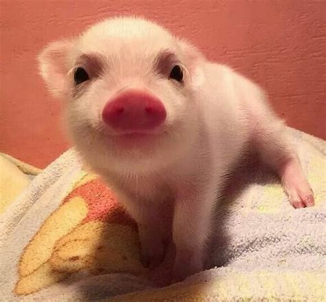 Pin De Emocionarte En Vida Con Imágenes Cerdos Mascotas