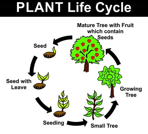 Growth Clipart Plant Lifecycle Growth Plant Lifecycle Transparent Free