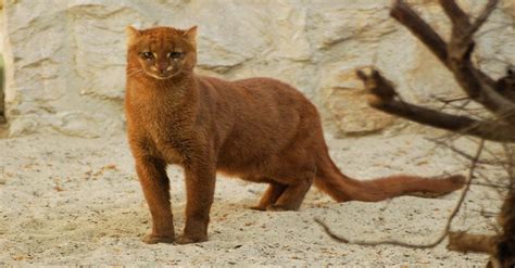 The Jaguarundi Is A Feral Cat Known As The Otter Cat That Looks More