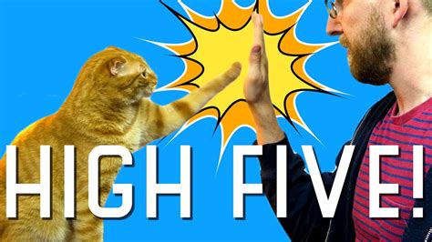 I Taught My Cat How To High Five Youtube