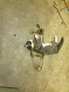 Set a trap near the groundhog burrow or around the house. Does This Trap Look 'Humane' to You? | PETA