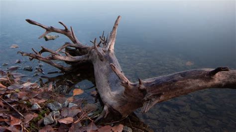 Wallpaper Lake Fog Water Driftwood Shore Hd Picture Image