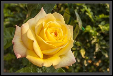 Yellow Rose Of Peace 1 Yellow Rose Of Peace John Flickr