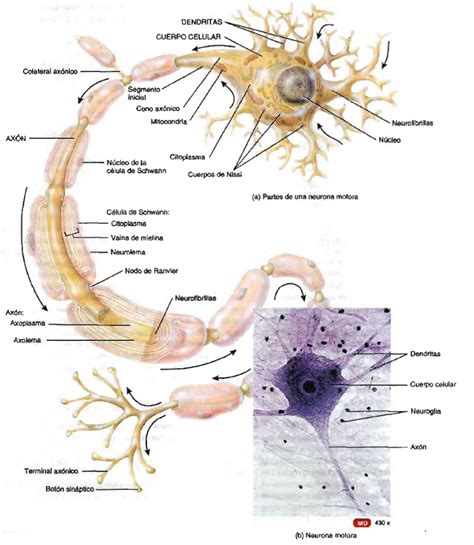 Tareas Neurona Y Sus Partes Neuronas Anatomia Y Fisiologia Humana Porn Sex Picture