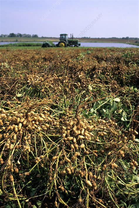 Harvesting Peanuts Stock Image E7701989 Science Photo Library