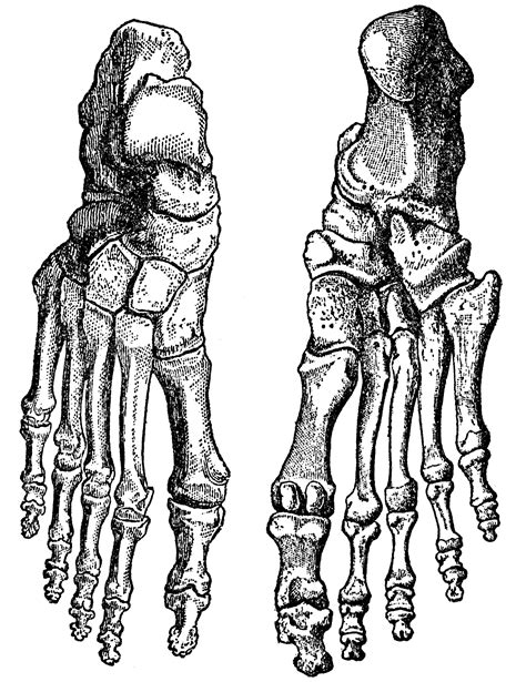 Bones Of The Feet Clipart Etc