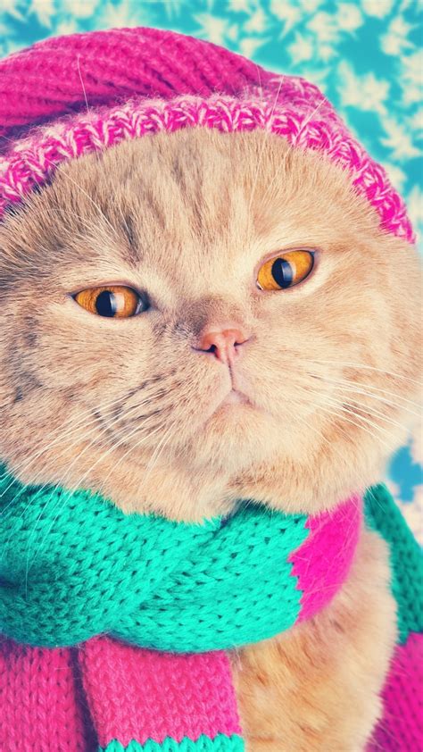 Wallpaper Funny Cat Hat Scarf 3840x2160 Uhd 4k Picture Image