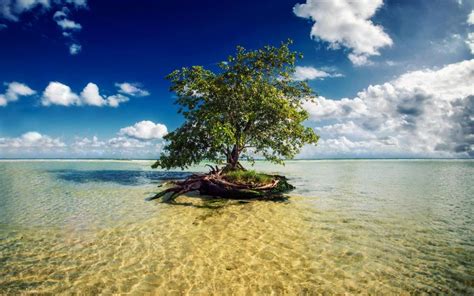 Tree In The Water Wallpaper Nature And Landscape Wallpaper Better