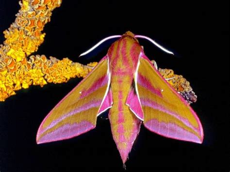 Unique Moths You Wont Mind Finding In The Closet Nature Babamail