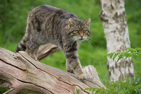 Wild Cat Breeds A Z