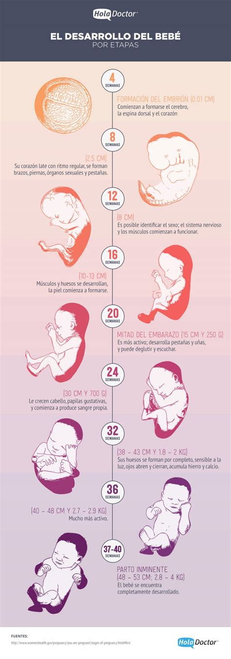 Paligmed Conoce Paso A Paso El Desarrollo Del BebÉ En El Vientre Materno